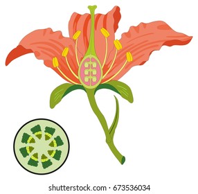 Flower Parts Diagram with stem cross section anatomy of plant morphology and its contents useful for school student stamen pistil petal sepal leaf receptacle root botany science education