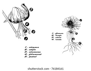 flower parts illustration