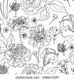 Flower pattern Scabious. Ornament drawn by a black line vector on a white background