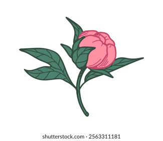 Flower, peony branch. Beautiful blossom with delicate petals, bud, leaf and stem in realistic retro style. Japanese garden floral plant, bloom. Drawn vector illustration isolated on white background