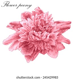Flower peony. Hand draw.