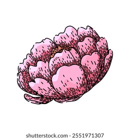 flower peony hand drawn. bloom garden, pink fragrance, bud blossom flower peony vector sketch. isolated color illustration