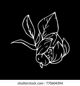 Flower peony vector illustration. Doodle style. Design, print, decor, textile, paper