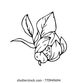 Flower peony vector illustration. Doodle style. Design, print, decor, textile, paper
