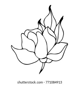 Flower peony vector illustration. Doodle style. Design, print, decor, textile, paper