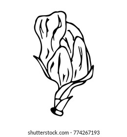 Flower peony vector illustration. Doodle style. Design, print, decor, textile, paper