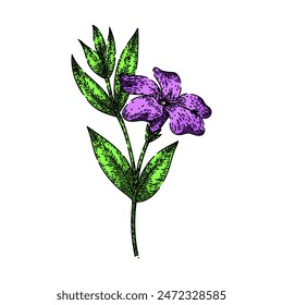 flower periwinkle hand drawn. madagascar plant, vinca flora, bowles pink flower periwinkle vector sketch. isolated color illustration