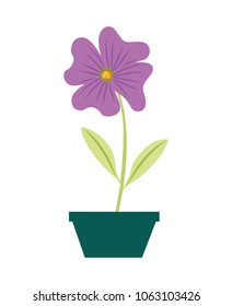 flower periwinkle in a pot decorative