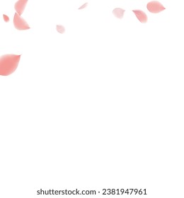 Flower Petals Background. Pink Falling Roses. Flying Sakura Petals. Spring Blowing Wind with Cherry Blossoms. Wedding and Anniversary Card. 8 March Poster.
