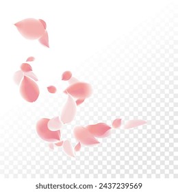 Flower Petals Background. Pink Falling Roses. Flying Sakura Petals. Spring Blowing Wind with Cherry Blossoms. Wedding and Anniversary Card. 8 March Poster.