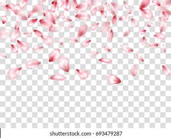 Flower petals flying down vector on grid transparent background. Spring blossom elements isolates on white. Blossom petals confetti spring pattern. Cherry flower petals isolated on white, falling .