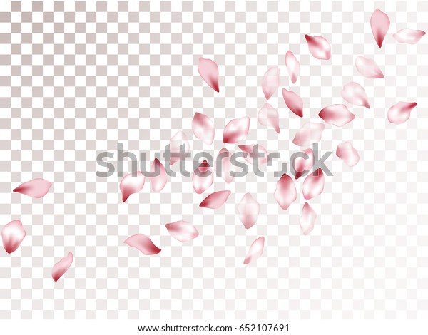 Flower Petals Flying Isolated On Transparent Stock Vector (Royalty Free