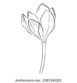Flower petals leaves leaf illustration flower summer meadow handsome graphic romantic wedding bud wildflower botany flora petal plant spring field transparent