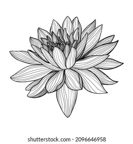 flower petals line flora plant bud