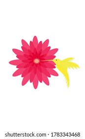 flower pink gerber daisy abstract flying hummingbirds isolated on white background illustration vector