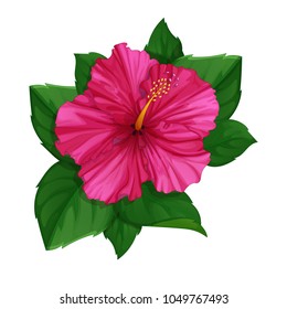 Flower of pink hibiscus with leaves. Tropical plants from the Hawaiian Islands. Vector illustration. Cartoon style.