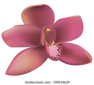 A flower of pink orchid