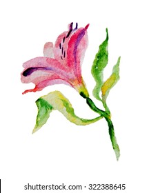 Flower pink, red alstromeria, watercolor