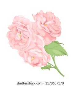 Flower pink rose, green leaves. Wedding concept. Floral poster, invite. Big bouquet of beautiful roses.