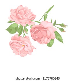 Flower pink rose, green leaves. Wedding concept. Floral poster, invite. Vector arrangements for greeting card or invitation design background.