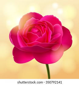 Flower of pink rose on stalk, at beige background with sunlight spots, background changing is available