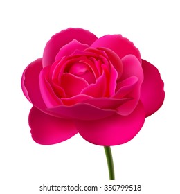 Flower of pink rose on stalk, isolated on white background, background color changing is available