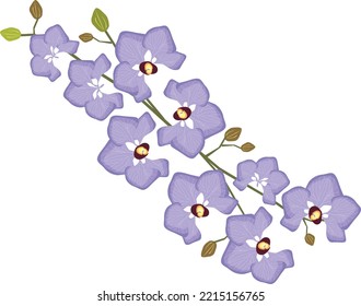 Flower and Plant, Beautiful Purple Phalaenopsis or Doritaenopsis Orchid Flower on White Background.
