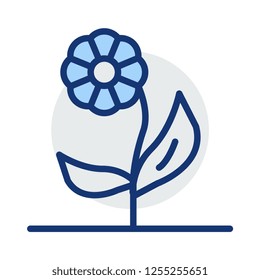 flower  plant   bloom 