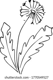 Flower plant drawn as a sketch. Flowering plant sketch.