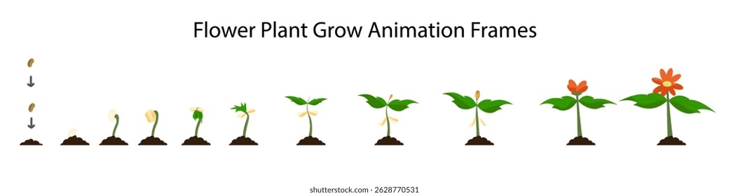 Flower Plant Grow Animation Frames Vector Design, Step by Step Flower Plant Growing Images Illustration