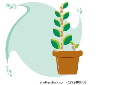 Flower, plant grows in a pot seedlings of plants.