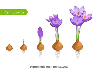 Flower plant growth concept vector design illustration. Crocus germination from corm bulb to sprouts to flower. Life cycle phases evolution. Isolated purple violet flowers on white background.