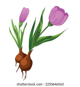 Ilustración del diseño vectorial del concepto de crecimiento de plantas de flores. Germinación de los crocos de los coros a los brotes y las flores. Flores violetas aisladas sobre un fondo blanco.