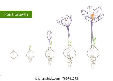 Flower plant growth concept vector design illustration. Crocus germination from corm bulb to sprouts to flower. Life cycle phases evolution. Isolated outline sketch drawing on white background.
