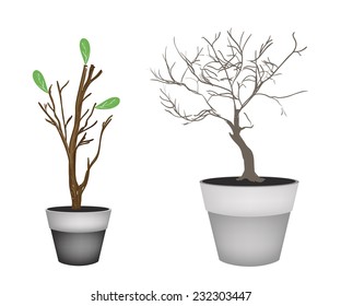 Flower and Plant, Illustration of Dry Tree with Leaf Buds and Brown Dry Tree in Terracotta Flower Pots for Garden Decoration 