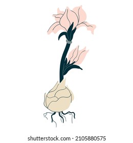 Flower plant illustration petals open bud bulbous tulip daffodil