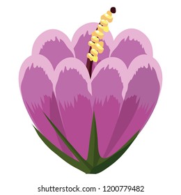 Flower plant isolated
