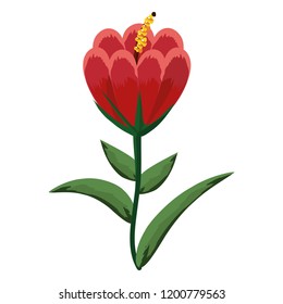 Flower plant isolated