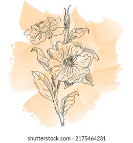 Flower plant linear illustration flat watercolor illustration