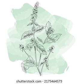 Lineare Illustration von Blumenpflanze mit flacher Aquarellfarbe