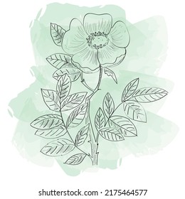 Ilustración lineal de la planta de flores ilustración de la acuarela plana