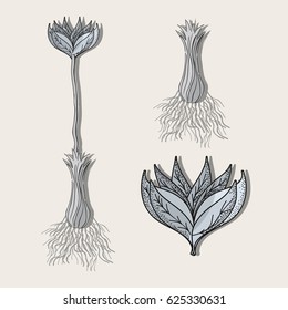 flower plant processing herbal botany