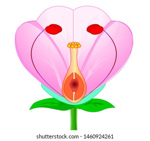 Flower plants anatomy.  Plant reproductive system diagram. Apple, 
cherry, plum, rose flower. Pink, red flower parts, components structure. White background Drawing illustration. Vector