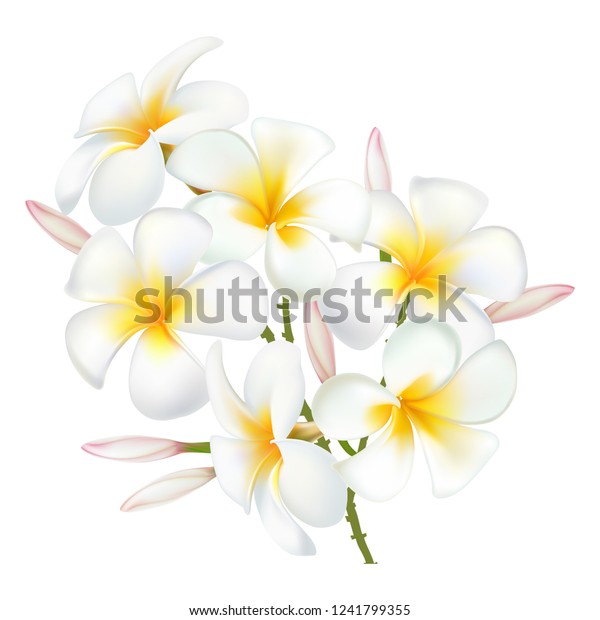 Flower Plumeria Illustration Vector Real Style のベクター画像素材 ロイヤリティフリー