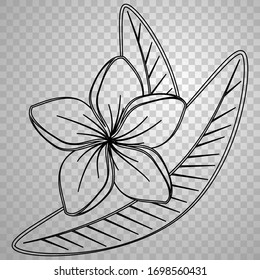  flower plumeria on a transparent background