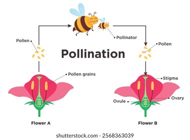 Flower pollination diagram clipart design. Flowers reproduction infographic clip art with flora parts and bee insects drawing elements for biology education template. Vector illustration basic 