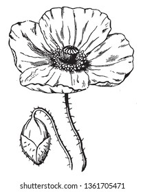 It is flower of poppy. And image is showing of section complete flower and section of bud. His pedicels are thorny, vintage line drawing or engraving illustration.