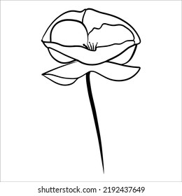 Flower. Poppy Outline. Vector. Coloring Book