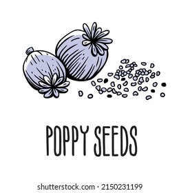 A flower with poppy seeds. Vector isolated illustration of poppy seeds on a white background with the inscription