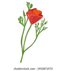 Flower poppy vector illustration.  Spring bloom. Golden California poppy.